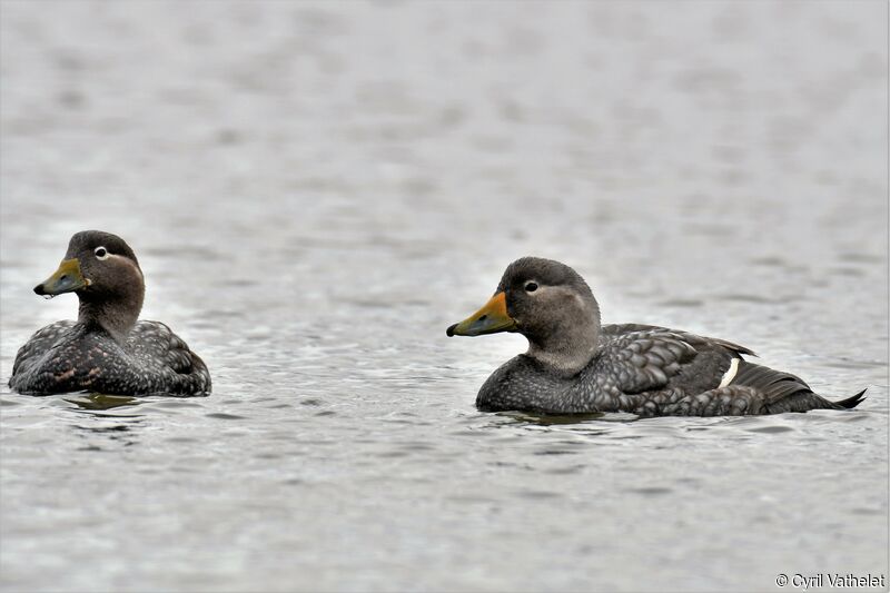 Flying Steamer Duckadult, aspect, swimming