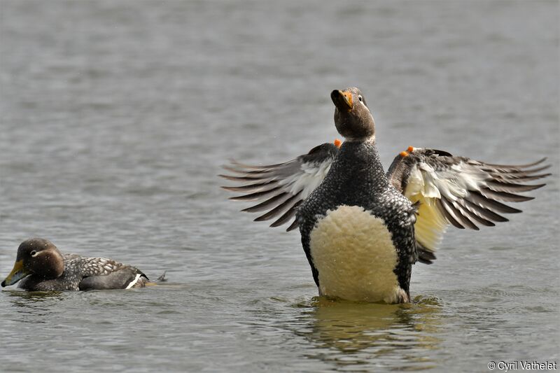 Flying Steamer Duckadult, aspect, swimming