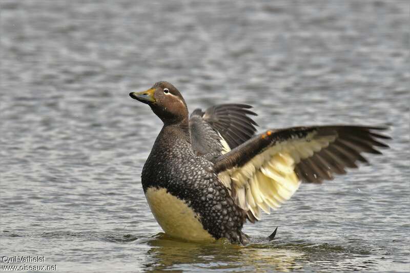 Flying Steamer Duck female adult, identification