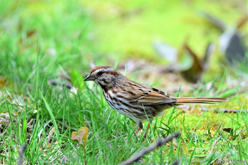 Bruant chanteur, identification, composition, marche