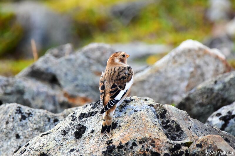 Snow Bunting