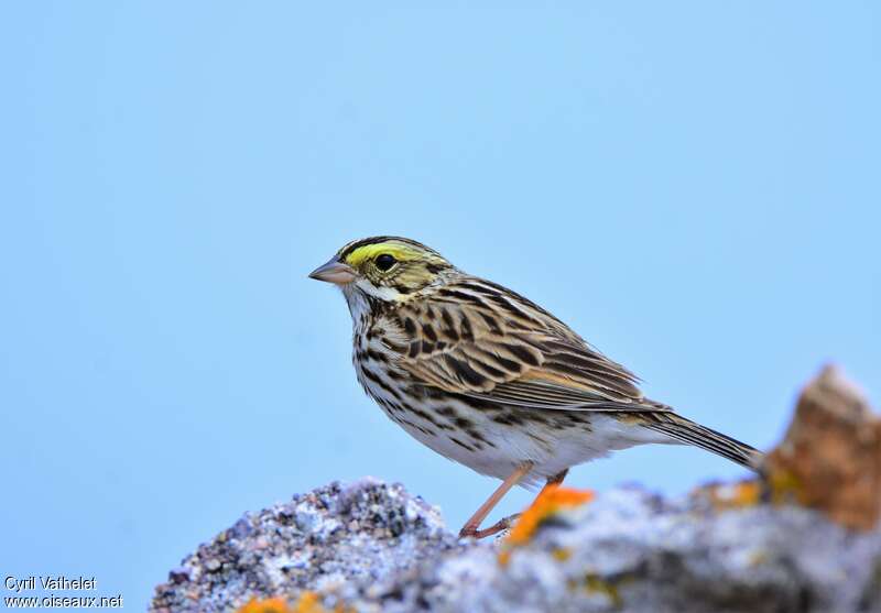 Bruant des présadulte nuptial, identification