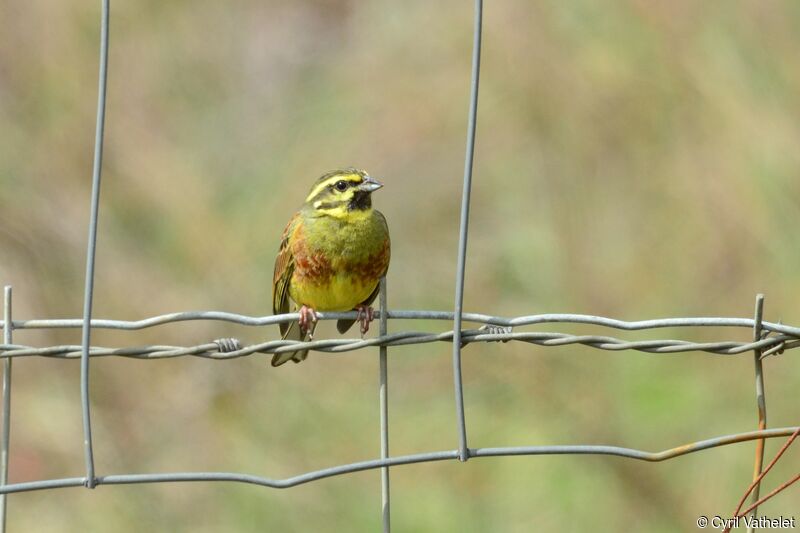 Cirl Bunting male adult, identification