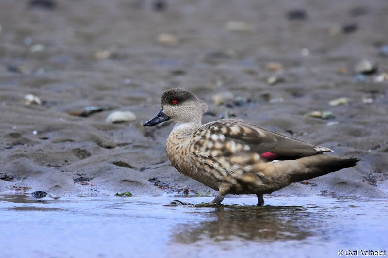 Crested Duck, identification, aspect, pigmentation, walking