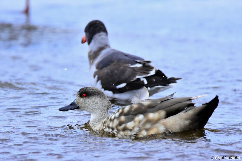 Canard huppé, identification, composition, pigmentation, nage