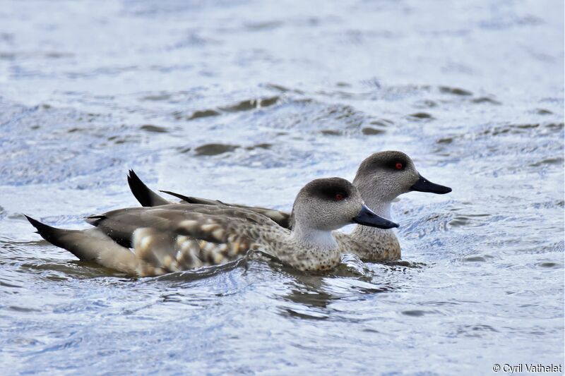 Crested Duck, aspect, pigmentation, swimming