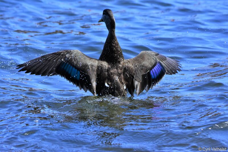 American Black Duck, identification, aspect