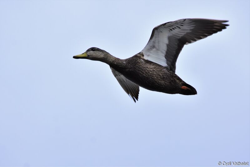 Canard noir, Vol