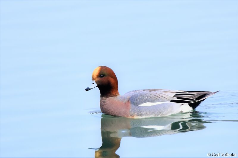 Canard siffleur mâle adulte nuptial, identification, composition, pigmentation, nage