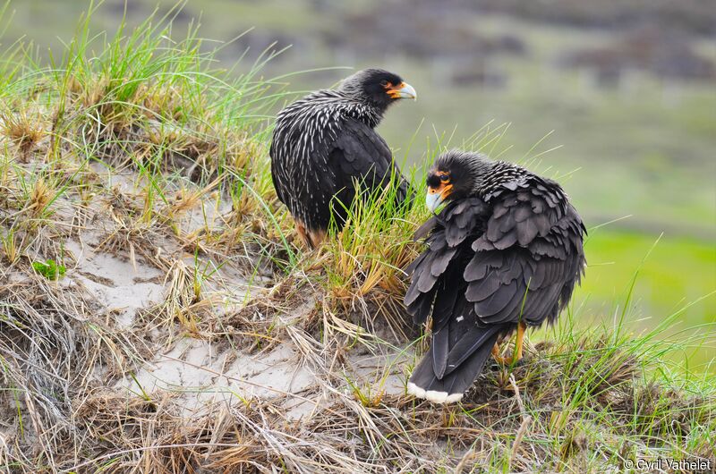 Striated Caracara, habitat, care, aspect