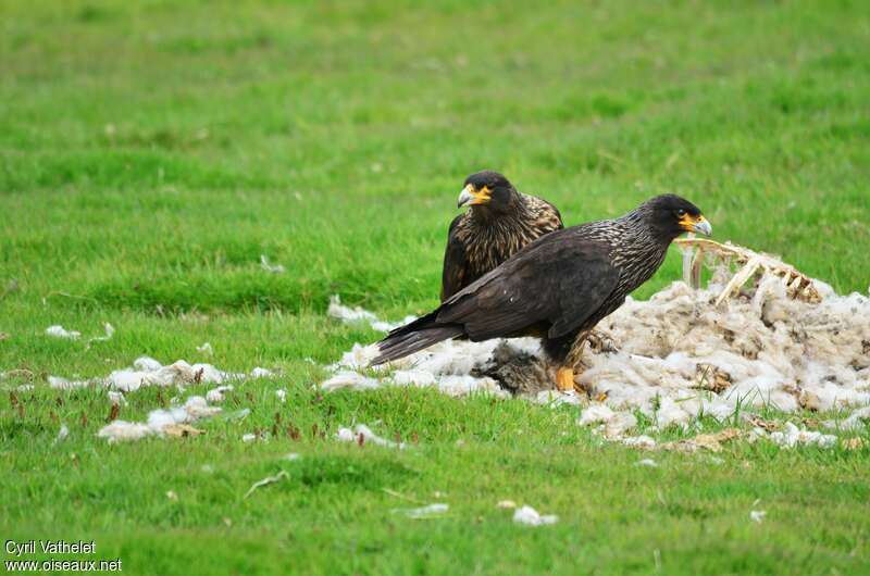 Caracara australadulte, habitat, pigmentation, régime, mange