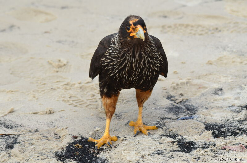 Striated Caracara, identification, walking