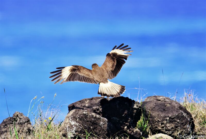 Chimango Caracara, identification, aspect, pigmentation, Flight