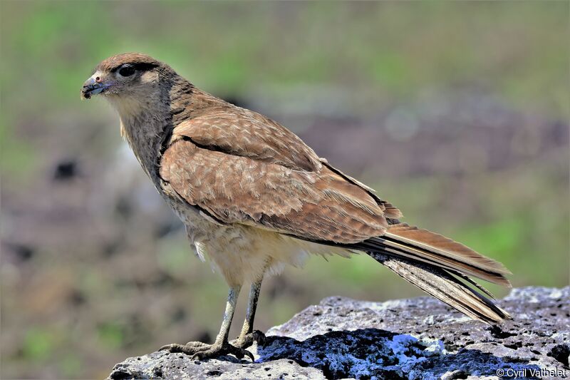 Chimango Caracara, identification