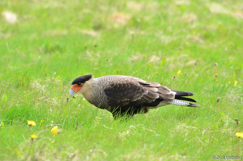 Crested Caracara, identification, habitat, aspect, walking