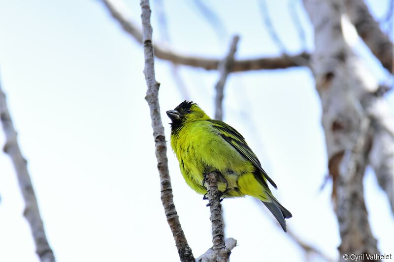 Black-chinned Siskin male adult breeding, identification, aspect, pigmentation, song