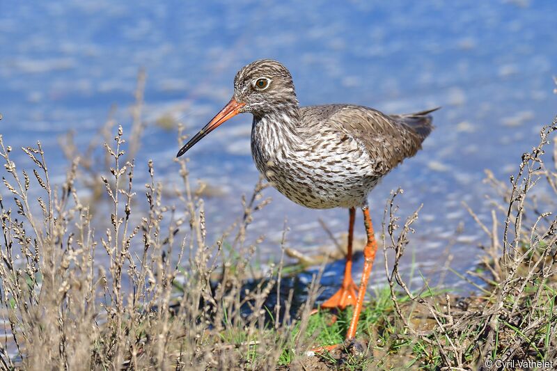 Common Redshankadult breeding, identification, aspect, walking