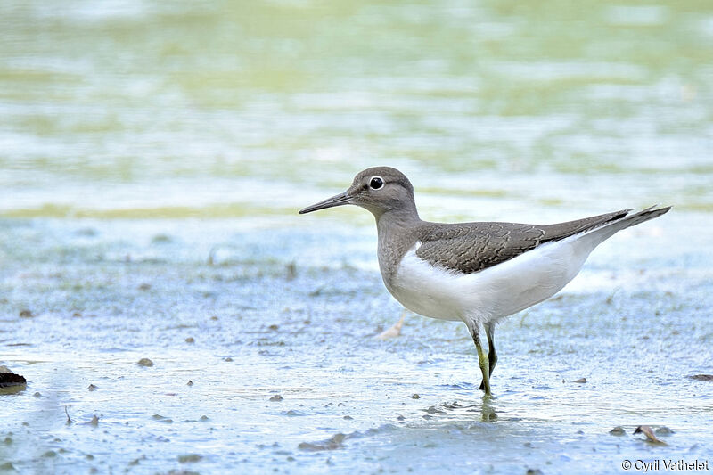 Common Sandpiper, identification, aspect