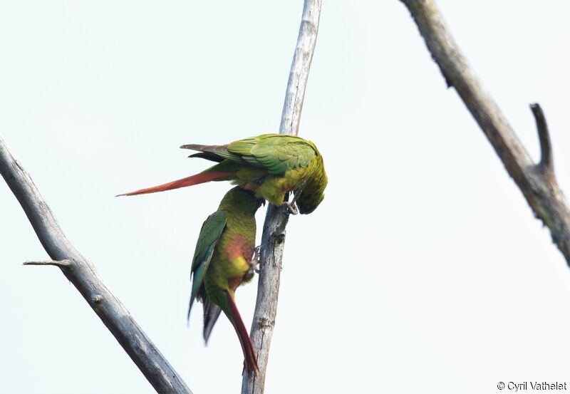 Conure magellanique, composition, pigmentation