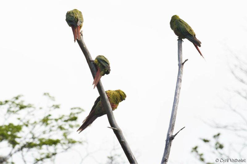 Conure magellanique, composition