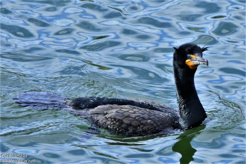 Double-crested Cormorantadult breeding, swimming