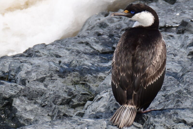 Cormoran antarctiqueadulte, identification, composition