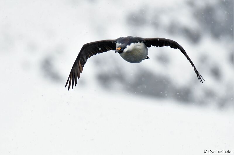 Antarctic Shagadult, identification, Flight