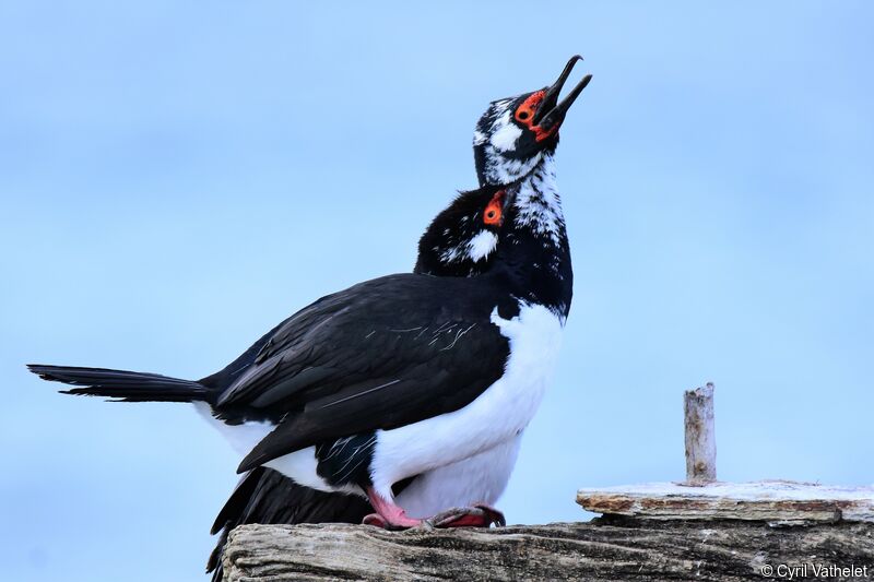 Rock Shag, aspect, Behaviour