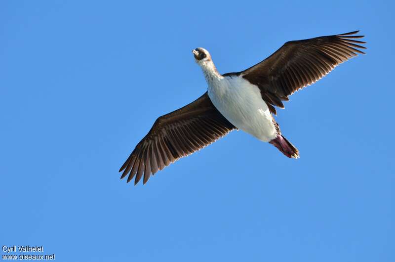 Cormoran géorgienadulte, Vol