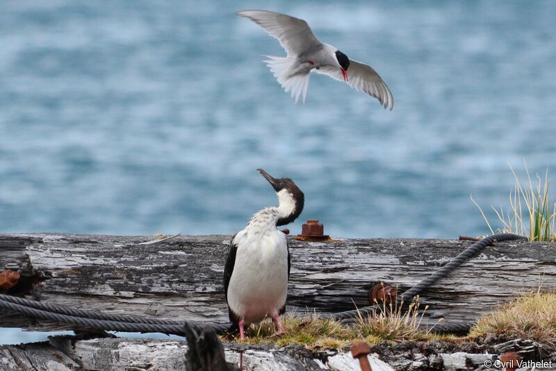 South Georgia Shag, identification