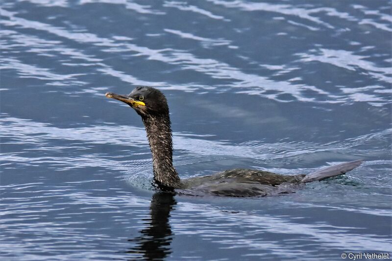 European Shag, identification, aspect, swimming