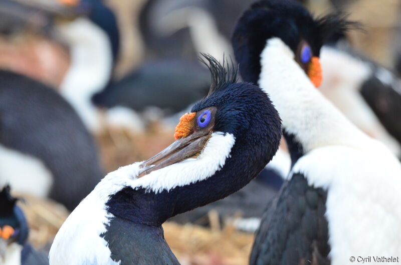 Cormoran impérialadulte, portrait, soins, pigmentation