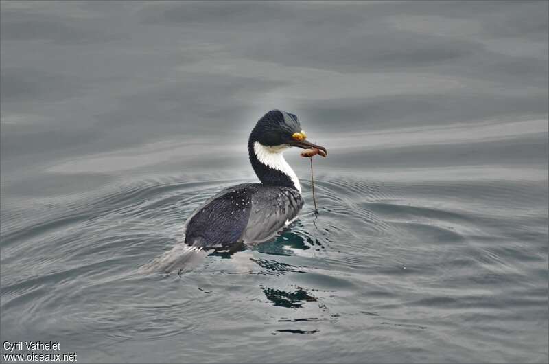 Cormoran impérialadulte, nage, pêche/chasse