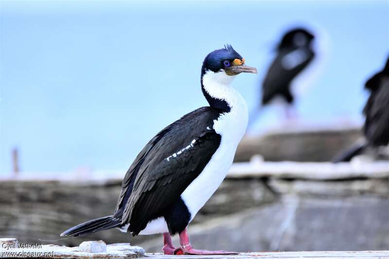 Cormoran impérialadulte nuptial, identification