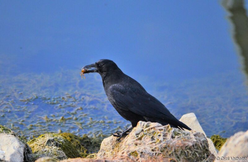 Carrion Crowadult, pigmentation, feeding habits, eats