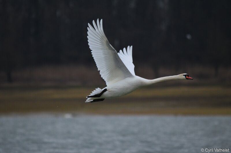 Cygne tuberculéadulte, identification, composition, Vol