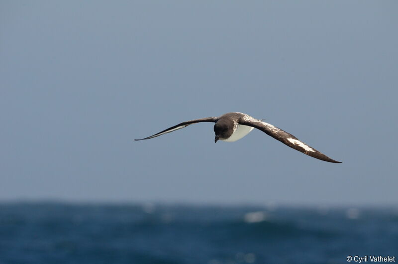 Cape Petrel, identification, aspect, pigmentation, Flight