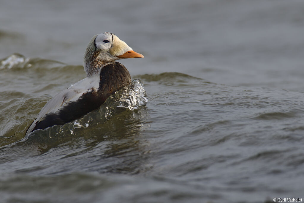 Eider à lunettes