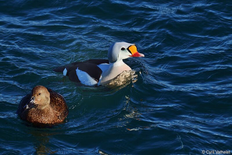 King Eider