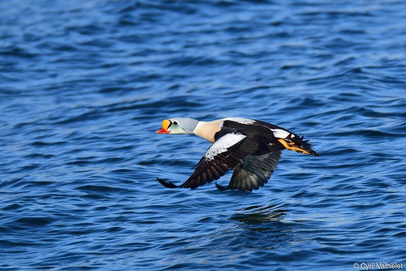 Eider à tête grise