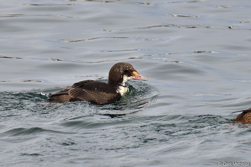 Eider à tête grise