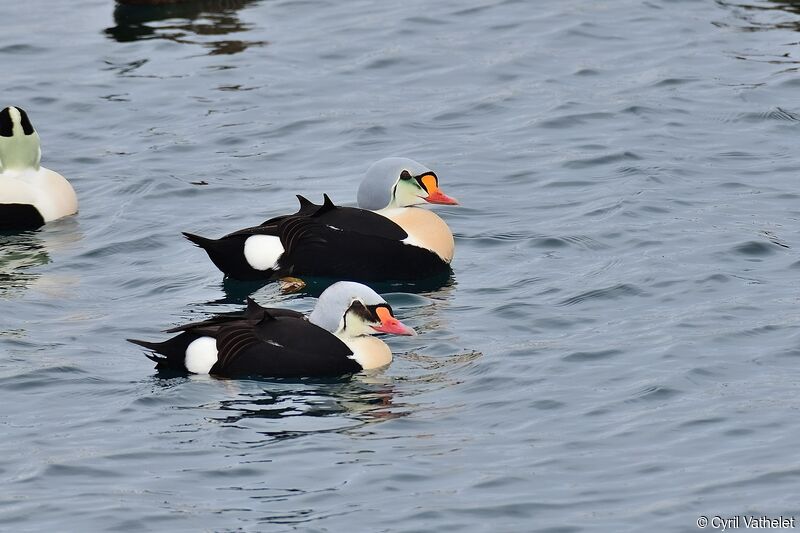 Eider à tête grise