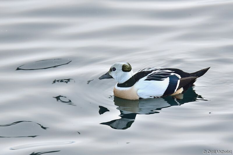 Eider de Steller