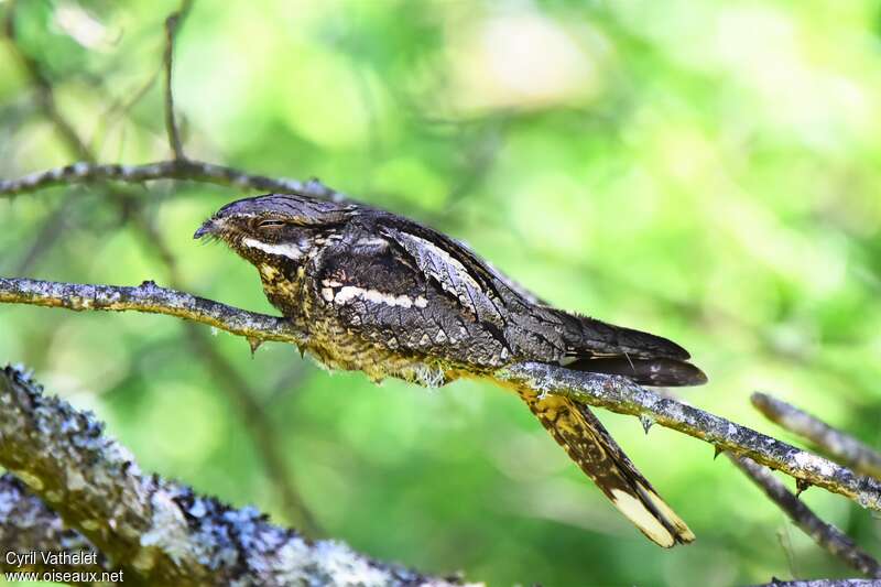 European Nightjaradult, identification