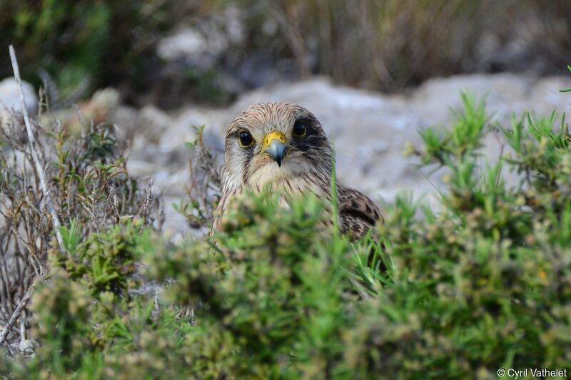 Common Kestrel female, identification, close-up portrait