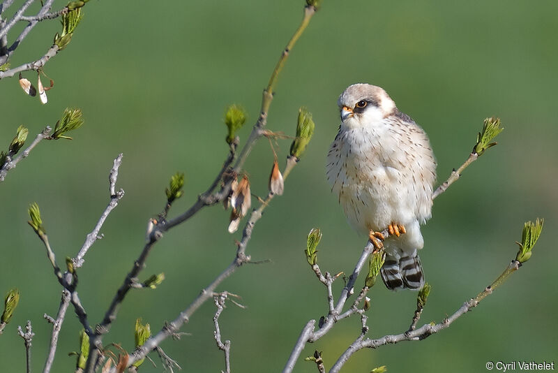 Red-footed Falconimmature, identification, aspect, pigmentation