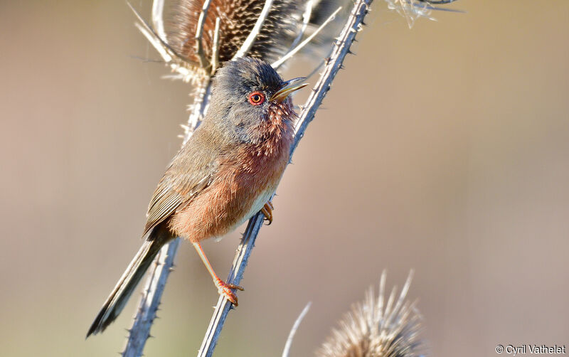 Fauvette pitchou mâle adulte nuptial, identification, composition, chant