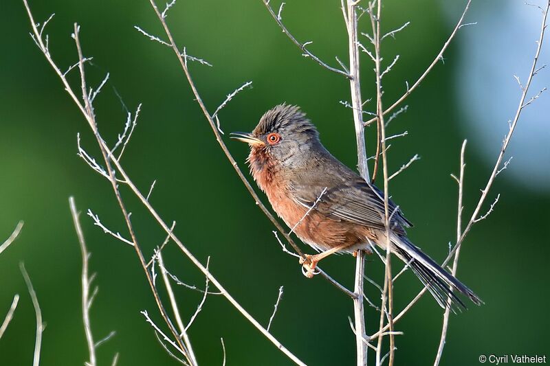 Fauvette pitchou mâle adulte nuptial, identification, composition, chant