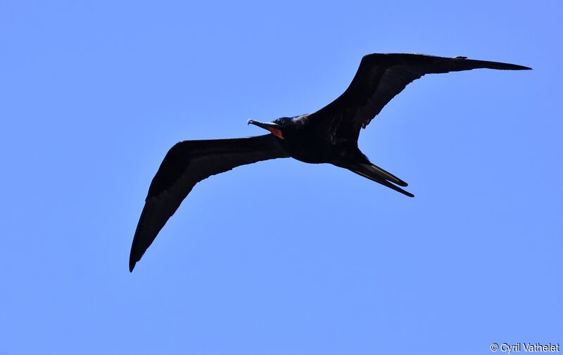 Great Frigatebird male, identification, aspect, Flight