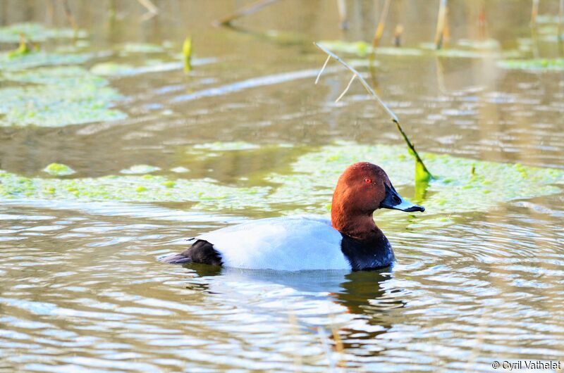 Common Pochard male adult, identification, aspect, pigmentation, swimming